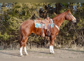 American Quarter Horse, Castrone, 16 Anni, 157 cm, Sauro ciliegia