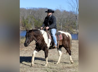 American Quarter Horse, Castrone, 16 Anni, 157 cm, Tobiano-tutti i colori