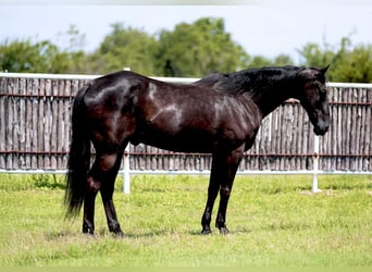 American Quarter Horse, Castrone, 16 Anni, 160 cm, Morello