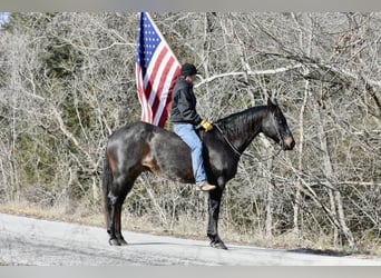 American Quarter Horse, Castrone, 16 Anni, 160 cm, Roano blu