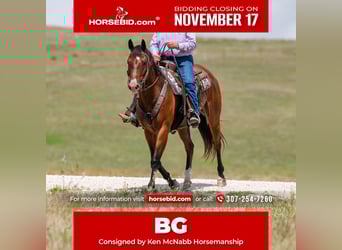 American Quarter Horse, Castrone, 16 Anni, 163 cm, Baio ciliegia