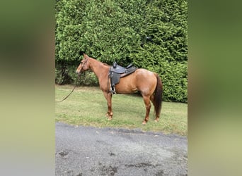 American Quarter Horse, Castrone, 16 Anni, 163 cm, Roano rosso