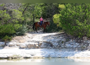 American Quarter Horse, Castrone, 16 Anni, Baio ciliegia