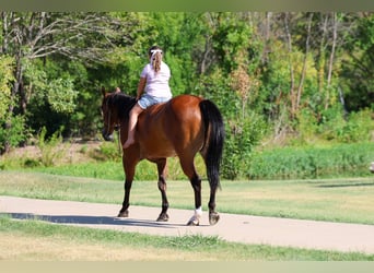 American Quarter Horse, Castrone, 16 Anni, Baio ciliegia