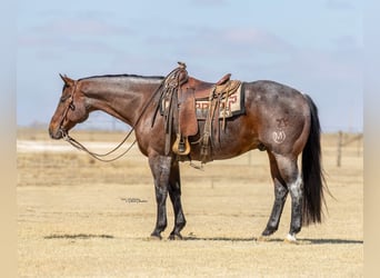 American Quarter Horse, Castrone, 16 Anni, Baio roano