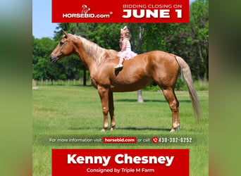 American Quarter Horse, Castrone, 16 Anni, Palomino