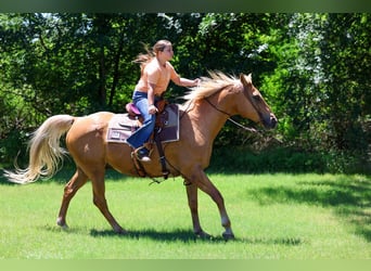 American Quarter Horse, Castrone, 16 Anni, Palomino