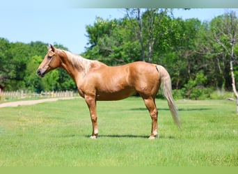 American Quarter Horse, Castrone, 16 Anni, Palomino