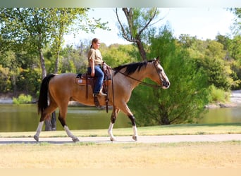 American Quarter Horse, Castrone, 16 Anni, Pelle di daino