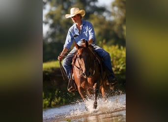 American Quarter Horse, Castrone, 16 Anni, Roano rosso