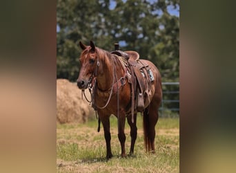 American Quarter Horse, Castrone, 16 Anni, Roano rosso