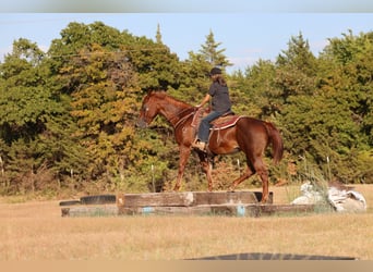 American Quarter Horse, Castrone, 16 Anni, Sauro ciliegia