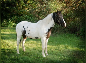 American Quarter Horse, Castrone, 17 Anni, 124 cm, Tobiano-tutti i colori