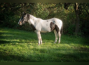 American Quarter Horse, Castrone, 17 Anni, 124 cm, Tobiano-tutti i colori