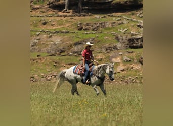 American Quarter Horse, Castrone, 17 Anni, 147 cm, Grigio