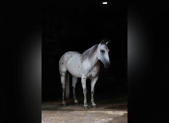 American Quarter Horse, Castrone, 17 Anni, 147 cm, Grigio