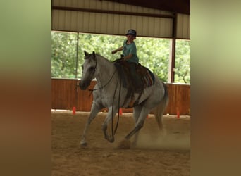 American Quarter Horse, Castrone, 17 Anni, 147 cm, Grigio