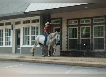 American Quarter Horse, Castrone, 17 Anni, 147 cm, Grigio