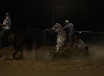 American Quarter Horse, Castrone, 17 Anni, 147 cm, Grigio