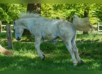 American Quarter Horse, Castrone, 17 Anni, 150 cm, Grigio