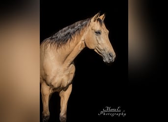 American Quarter Horse, Castrone, 17 Anni, 150 cm, Pelle di daino