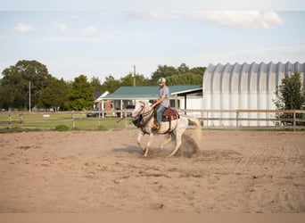 American Quarter Horse, Castrone, 17 Anni, 152 cm, Bianco