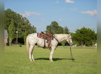 American Quarter Horse, Castrone, 17 Anni, 152 cm, Bianco