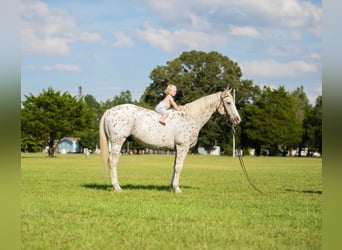 American Quarter Horse, Castrone, 17 Anni, 152 cm, Bianco