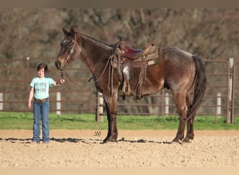 American Quarter Horse, Castrone, 17 Anni, 152 cm, Roano blu