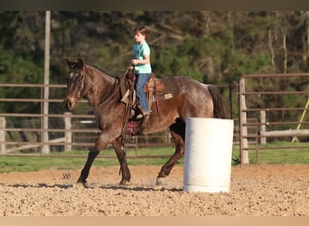 American Quarter Horse, Castrone, 17 Anni, 152 cm, Roano blu