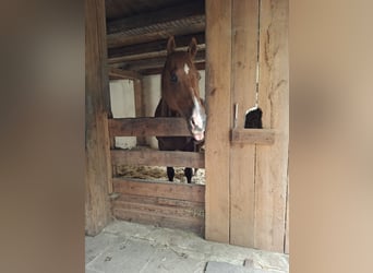 American Quarter Horse, Castrone, 17 Anni, 154 cm, Sauro