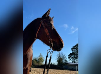 American Quarter Horse, Castrone, 17 Anni, 155 cm, Baio scuro