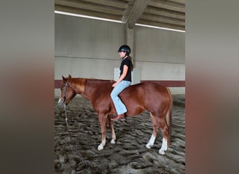 American Quarter Horse, Castrone, 17 Anni, 155 cm, Sauro