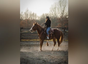 American Quarter Horse Mix, Castrone, 17 Anni, 155 cm, Sauro