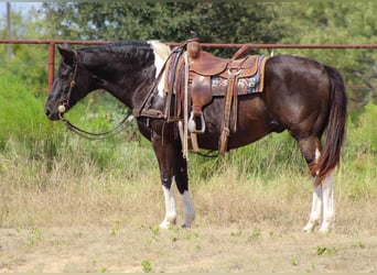 American Quarter Horse, Castrone, 17 Anni, 155 cm, Tobiano-tutti i colori
