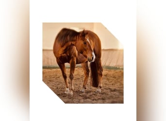 American Quarter Horse, Castrone, 17 Anni, 156 cm, Sauro