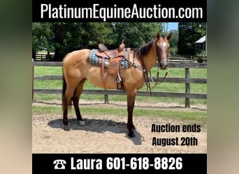 American Quarter Horse, Castrone, 17 Anni, 157 cm, Falbo