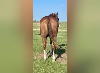 American Quarter Horse, Castrone, 17 Anni, Overo-tutti i colori