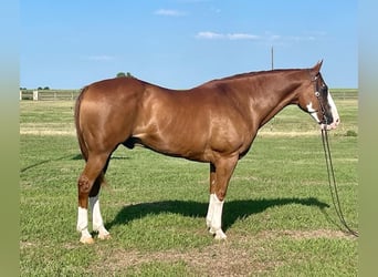 American Quarter Horse, Castrone, 17 Anni, Overo-tutti i colori