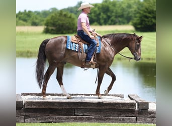 American Quarter Horse, Castrone, 17 Anni, Sauro scuro
