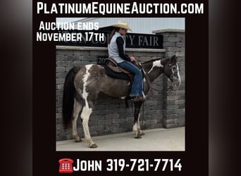 American Quarter Horse, Castrone, 18 Anni, 142 cm, Grullo