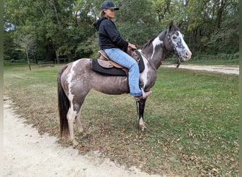 American Quarter Horse, Castrone, 18 Anni, 142 cm, Grullo