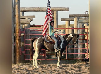 American Quarter Horse, Castrone, 18 Anni, 142 cm, Grullo