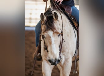 American Quarter Horse, Castrone, 18 Anni, 150 cm, Pelle di daino