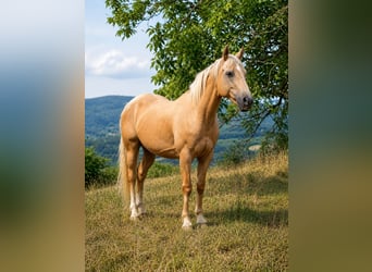 American Quarter Horse Mix, Castrone, 18 Anni, 151 cm, Palomino