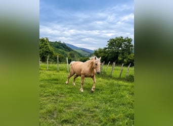 American Quarter Horse Mix, Castrone, 18 Anni, 151 cm, Palomino