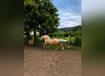 American Quarter Horse Mix, Castrone, 18 Anni, 151 cm, Palomino