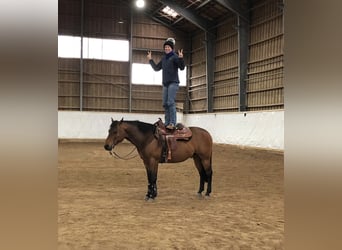 American Quarter Horse, Castrone, 18 Anni, 152 cm, Baio