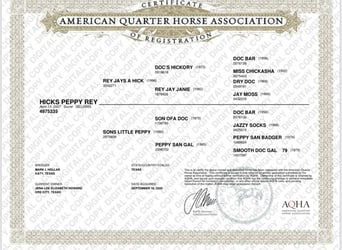 American Quarter Horse, Castrone, 19 Anni, 150 cm, Sauro ciliegia