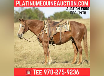 American Quarter Horse, Castrone, 19 Anni, 150 cm, Sauro ciliegia